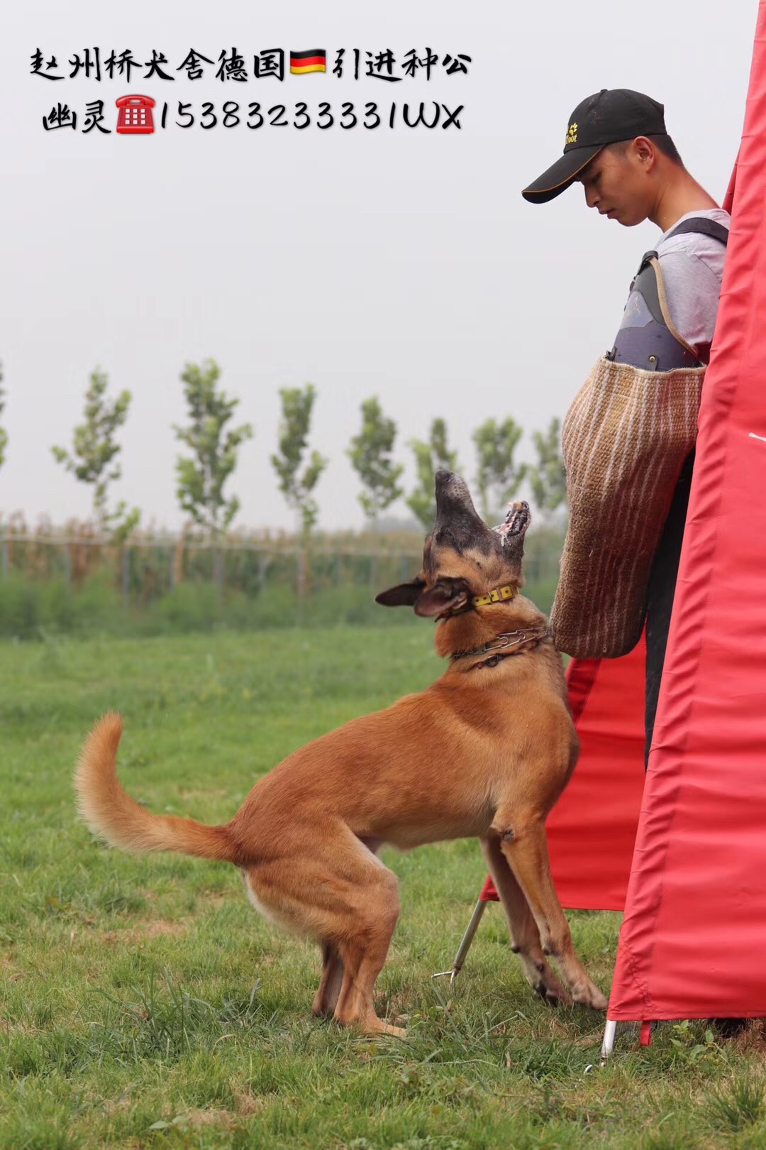 中国工作犬民犬警用供给信息平台